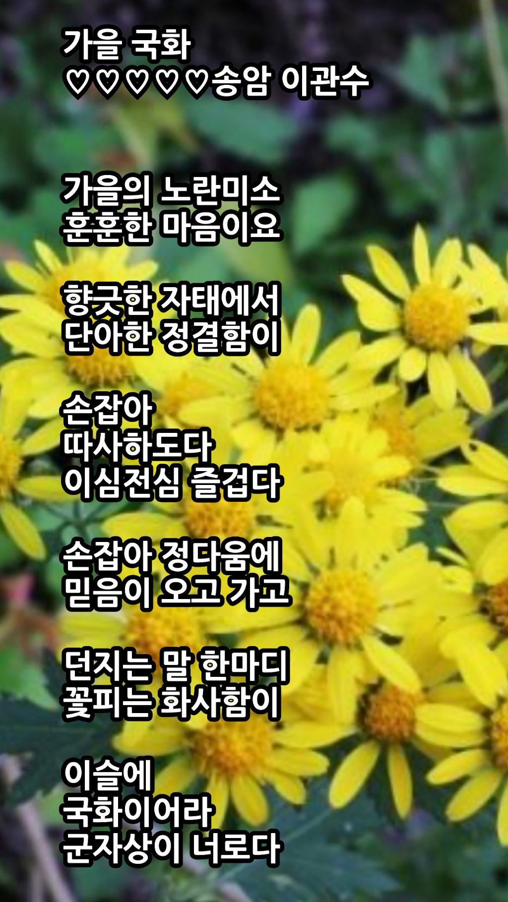 가을국화 이미지