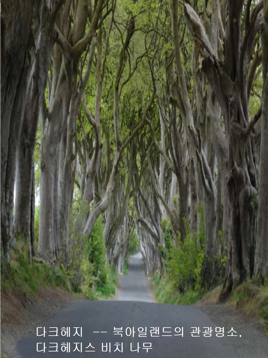 천과나무 이미지