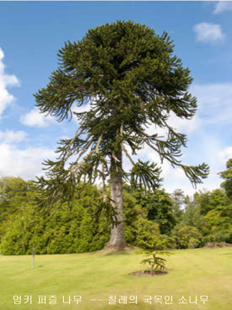 천과나무 이미지