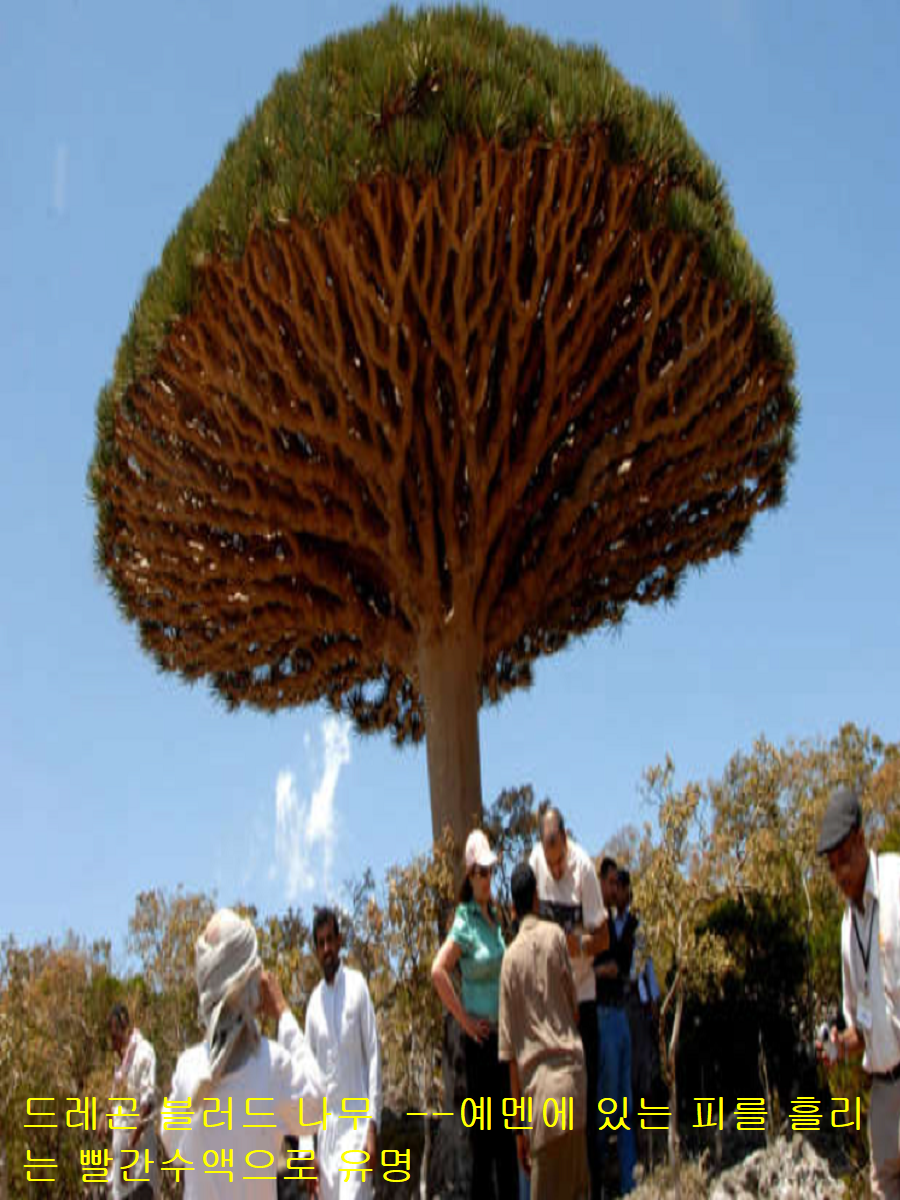 천과나무 이미지