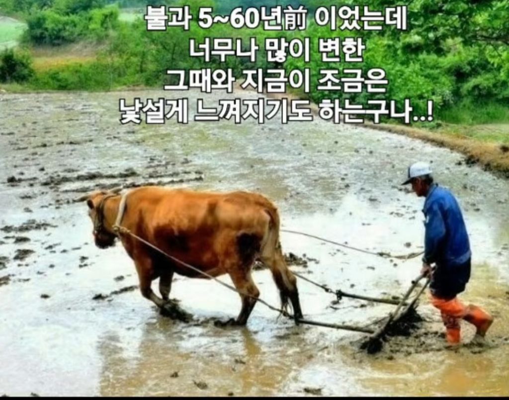 참빗 이미지