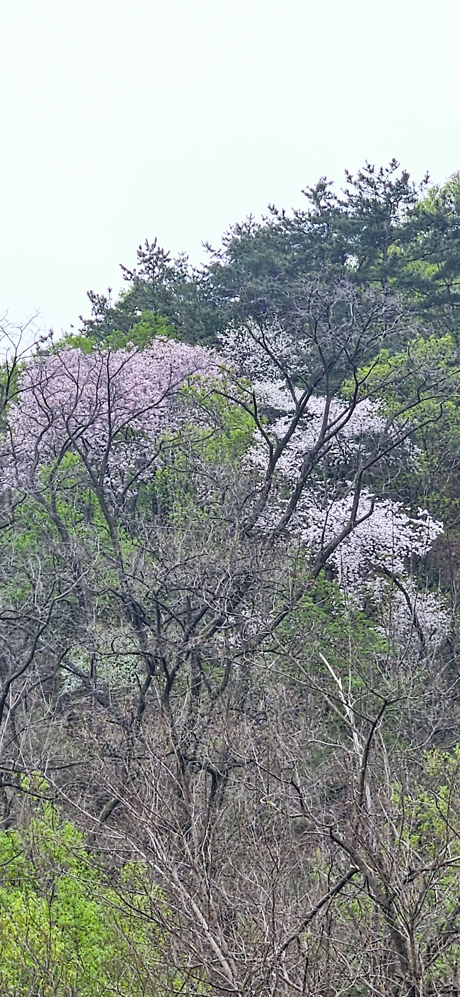 색동저고리 이미지