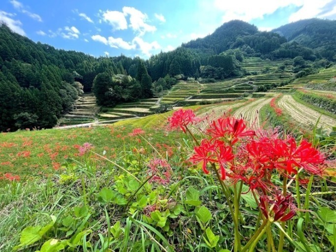 밭 이미지
