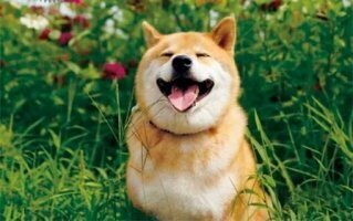 삼식이 이미지