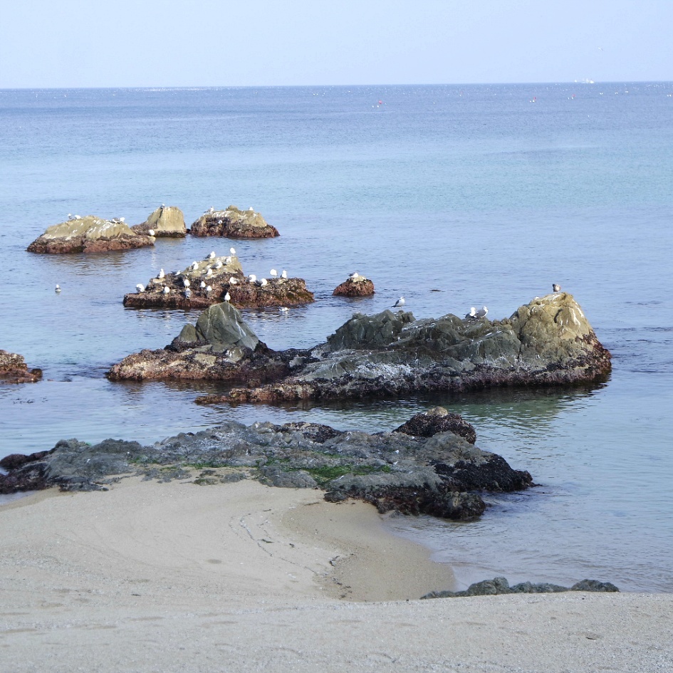 바다 이야기 - ◐――자작 시 수필 등 - 5670 아름다운 동행