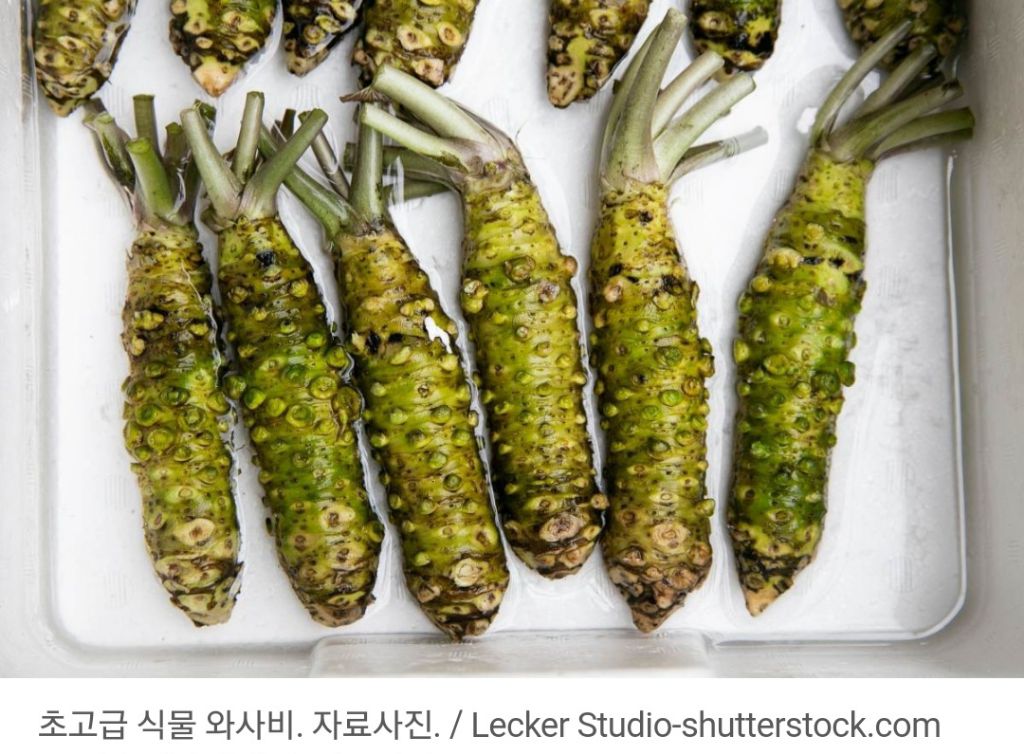 와사비 이미지