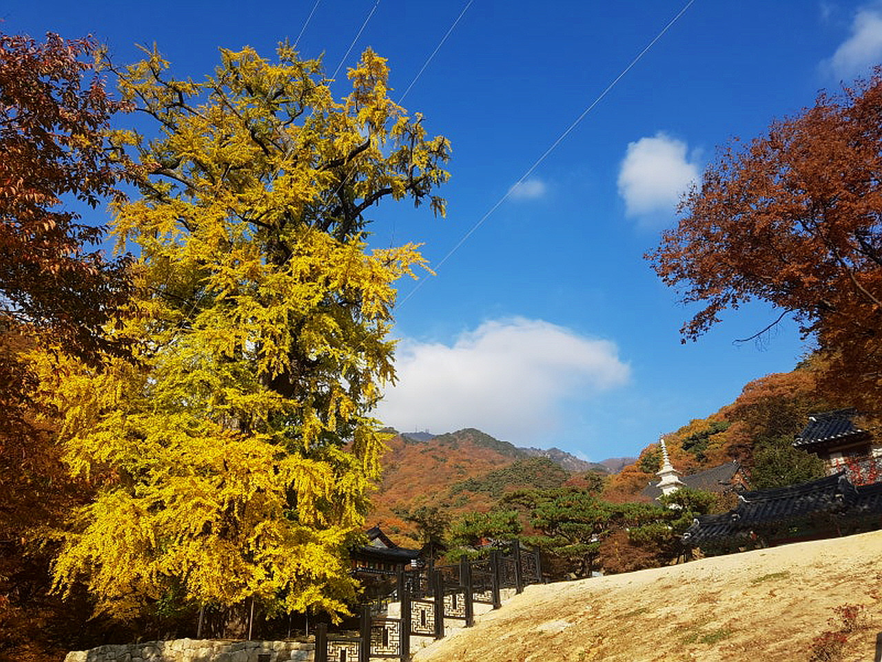 용문사 이미지