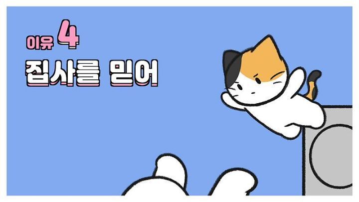 고양이가 집사에게 엉덩이를 들이미는 이유 5가지 | 인스티즈