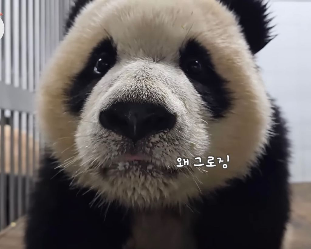 백신맞는 기타리스트 후이바오 | 인스티즈