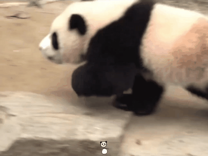 할부지랑 술래잡기 놀이하는 루이바오, 까꿍놀이하는 후이바오 | 인스티즈