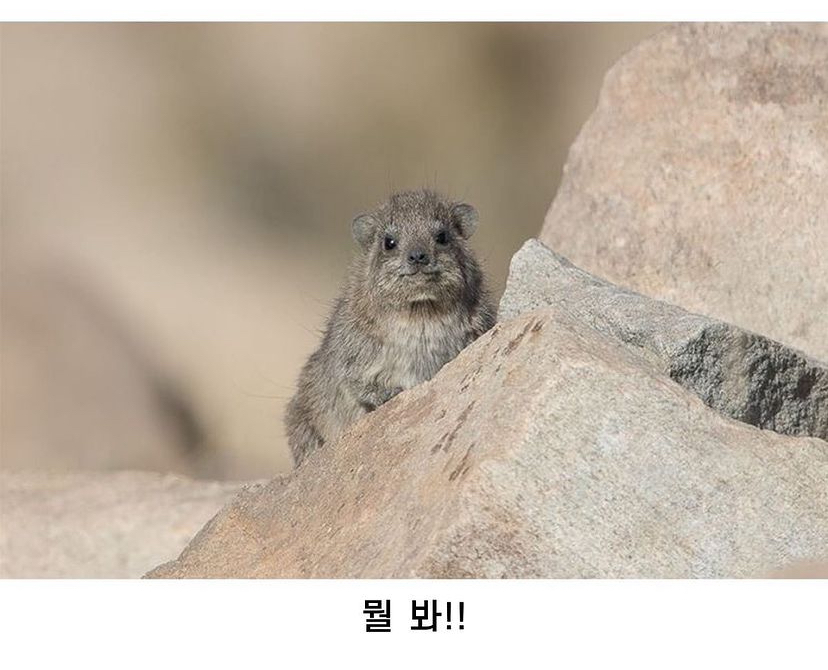 은근 귀여운 바위너구리.jpg - 쩌리쩌리쩌리쩌리 - ＊여성시대＊ 차분한 20대들의 알흠다운 공간