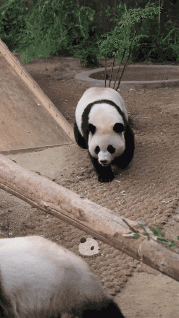 엄마한테 애교 부리러 갔다가 그냥 누운 판다된 후이바오 | 인스티즈