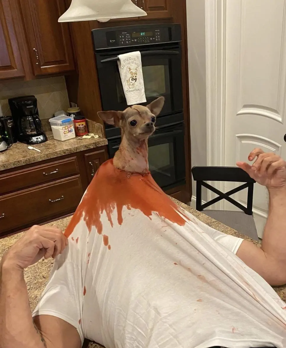 미국에서 난리난 지옥견 탄생 | 인스티즈