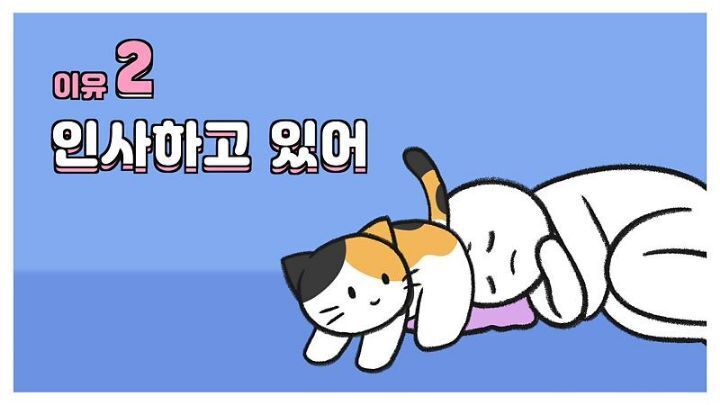 고양이가 집사에게 엉덩이를 들이미는 이유 5가지 | 인스티즈