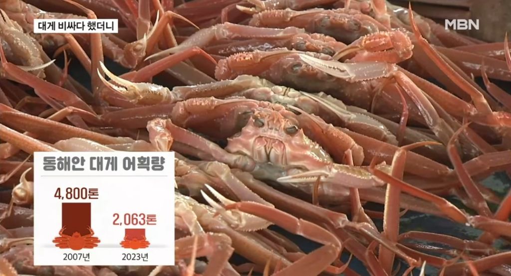 대게가 왜 이렇게 비싼가 했더니... 이유가 | 인스티즈