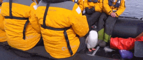 펭귄 다큐가 인기있는 이유 | 인스티즈