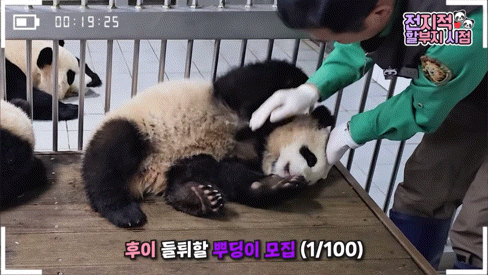 할부지 손 잡고 잠투정하는 후이바오와 안겨서 잠투정하는 루이바오 | 인스티즈