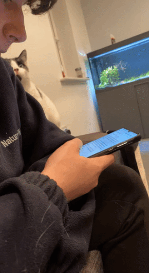 박치기 하는 고양이 ｜ GIF | 인스티즈