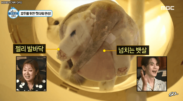 투명 캣타워를 설치하는 이유 | 인스티즈