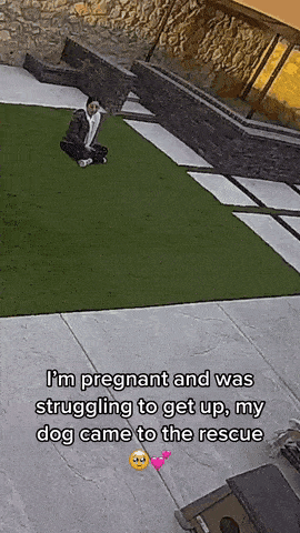 임신한 주인이 일어나기 힘들어하자 달려오는 댕댕이 | 인스티즈