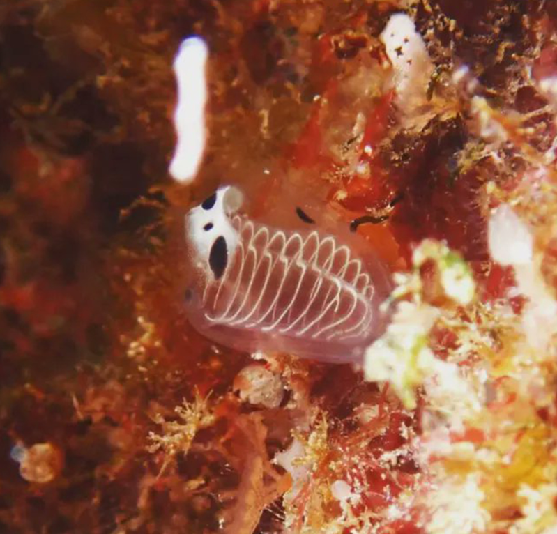 올해 신종으로 기록되었다는 해골 멍게 | 인스티즈