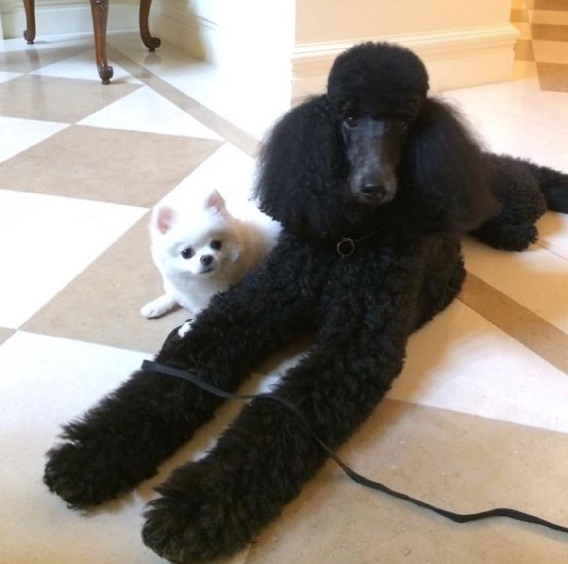 부잣집에서 자란 강아지들 | 인스티즈