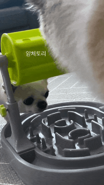 지능이 더 높은 댕댕이 | 인스티즈