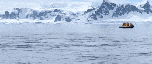 펭귄 다큐가 인기있는 이유 | 인스티즈