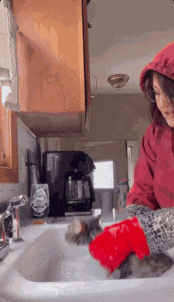 고양이 씻기기.gif | 인스티즈