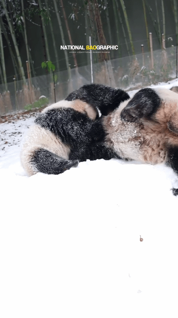 쫄보 모녀 아이바오와 후이바오 | 인스티즈