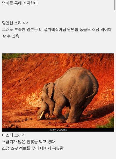 동물들이 소금 섭취하는 방법 | 인스티즈