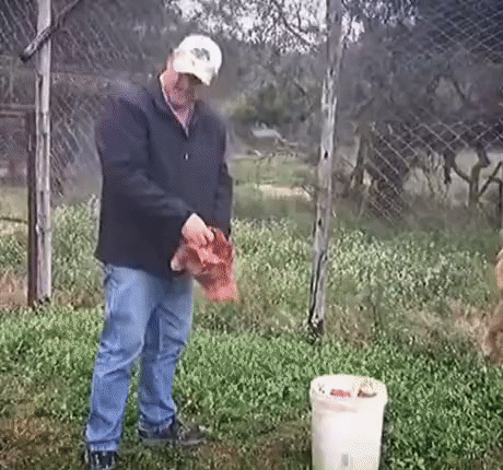 사자가 원하는 건 고기가 아니었다 | 인스티즈