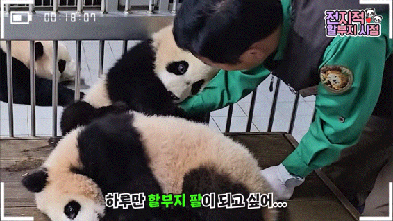 할부지 손 잡고 잠투정하는 후이바오와 안겨서 잠투정하는 루이바오 | 인스티즈