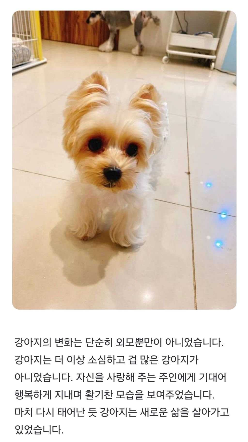 버려진 강아지를 사랑으로 돌보면 벌어지는 기적! | 인스티즈