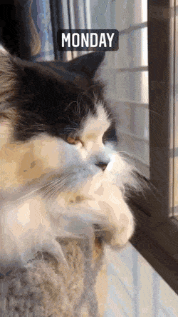 고양이의 일주일.gif | 인스티즈