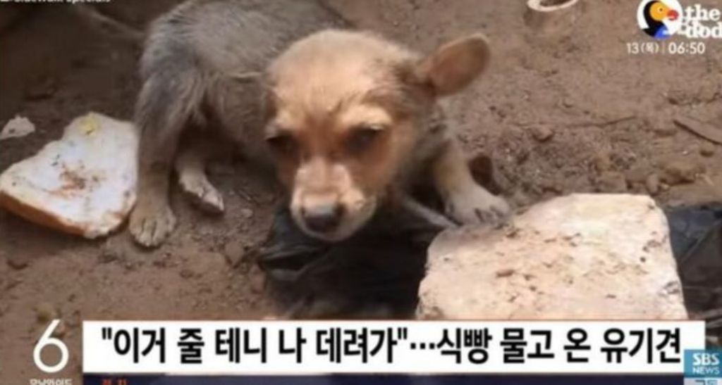 온:식빵 이미지