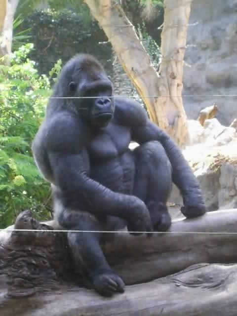 상세분석) 고릴라에게 개기면 안되는 이유 | 인스티즈