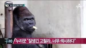 일본 여심을 뒤흔들고있는 고릴라 | 인스티즈