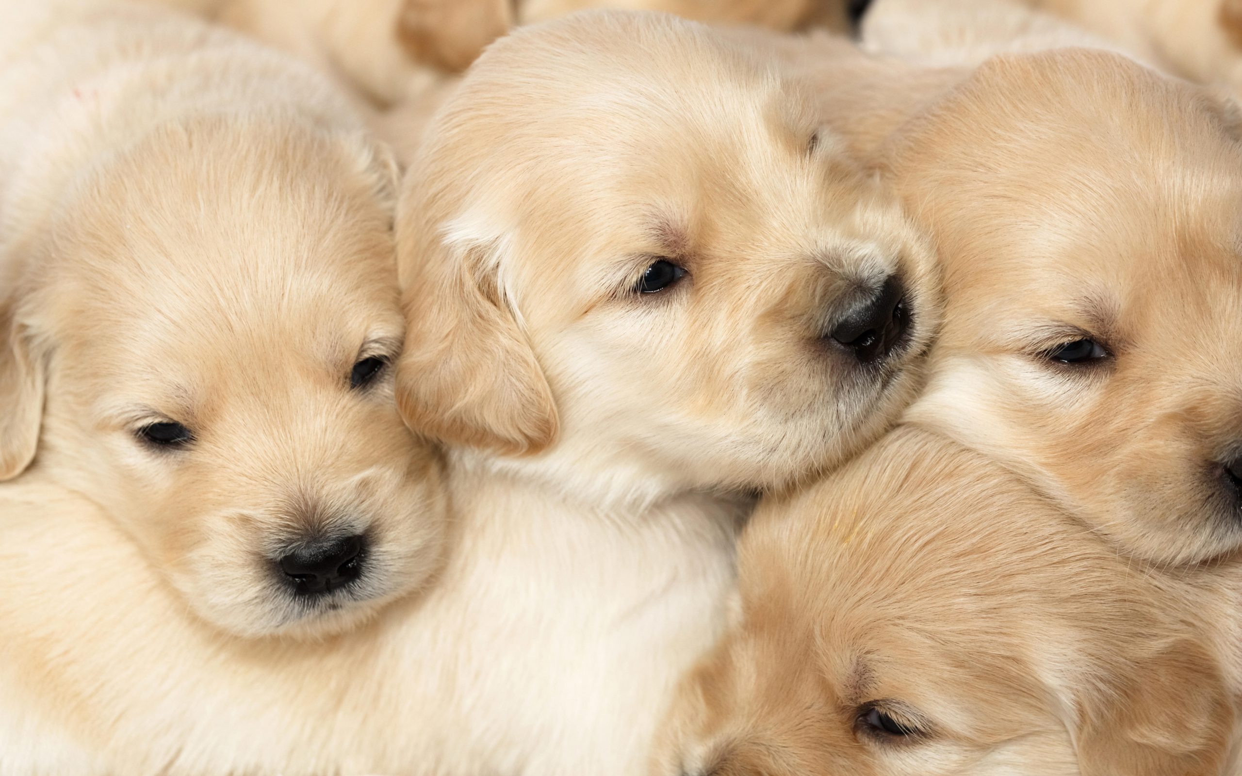 개의품종 골든 레트리버 [Golden Retriever,#1] - 엽기사진실 - 이종격투기 개의품종 골든 레트리버 [Golden Retriever,#1]