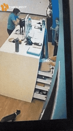 고양이가 자연스럽게 사라지는 과정 | 인스티즈