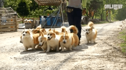 단미 안한 웰시코기.gif | 인스티즈