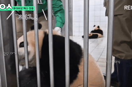 백신맞는 기타리스트 후이바오 | 인스티즈