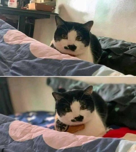 할머니의 식단이 그리운 고양이 | 인스티즈