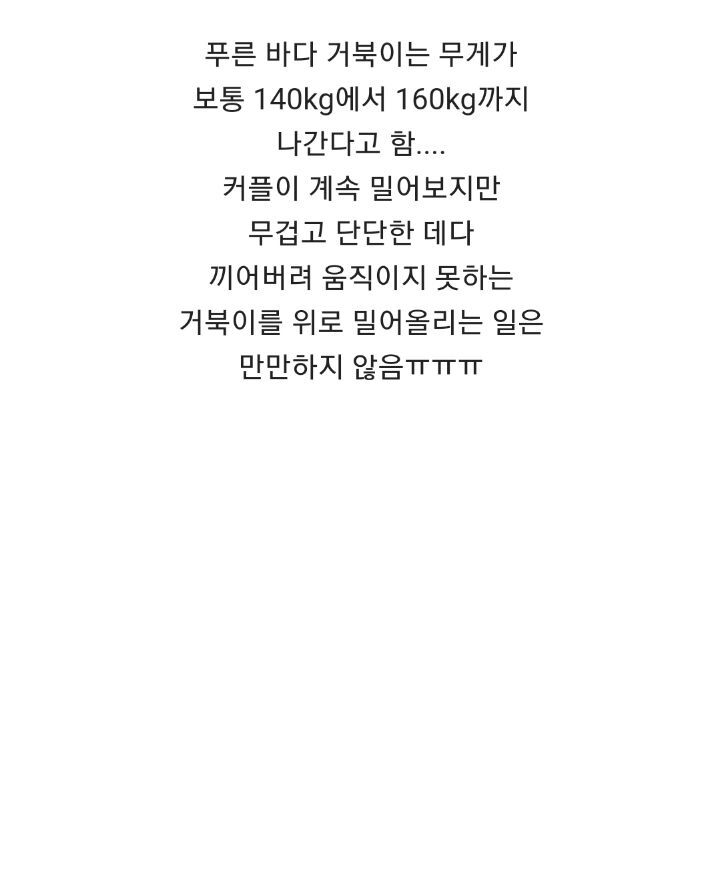 바위 틈에 빠진 바다 거북이를 구하는 커플 | 인스티즈
