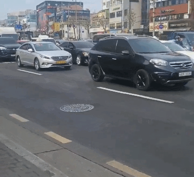 실시간 대로를 돌아다니는 얼룩말.gif | 인스티즈