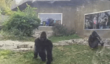 상세분석) 고릴라에게 개기면 안되는 이유 | 인스티즈