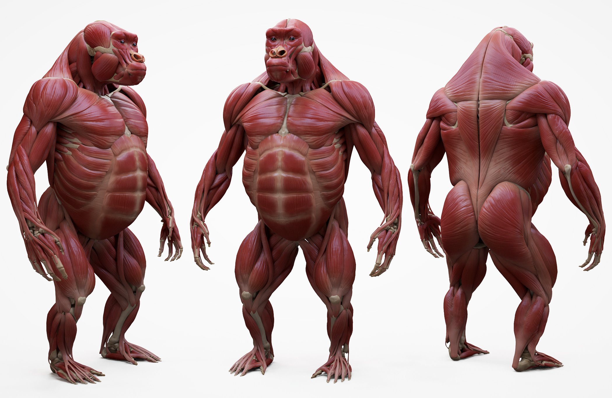 상세분석) 고릴라에게 개기면 안되는 이유 | 인스티즈