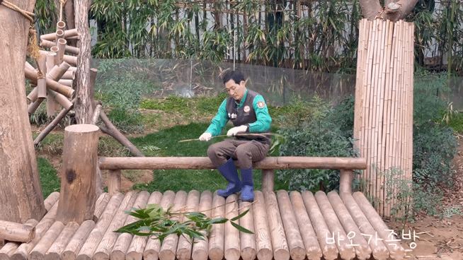 할부지랑 술래잡기 놀이하는 루이바오, 까꿍놀이하는 후이바오 | 인스티즈