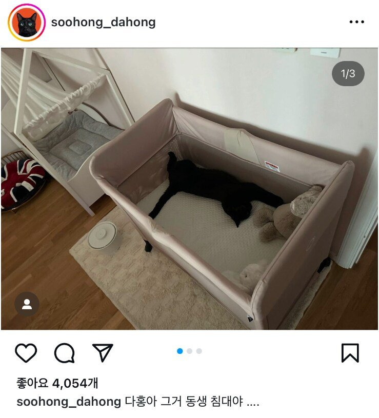 다홍 이미지
