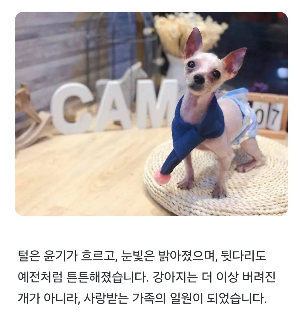 버려진 강아지를 사랑으로 돌보면 벌어지는 기적! | 인스티즈